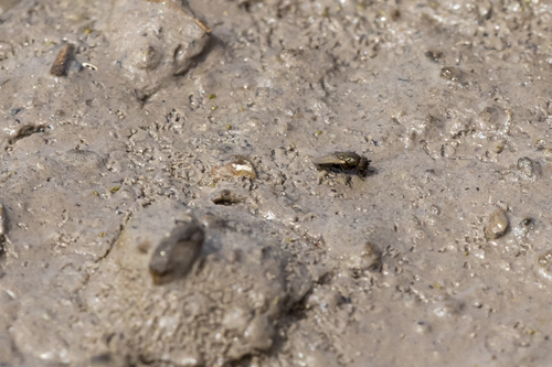 iNaturalist observation photo of Acalyptrate Flies