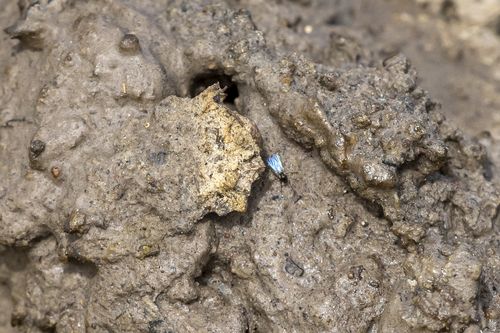 iNaturalist observation photo of Flies