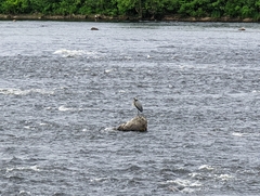 Ardea herodias