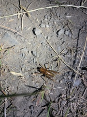 Ceuthophilus californianus