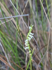 Spiranthes eatonii