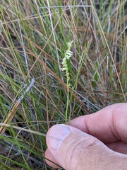 Spiranthes eatonii