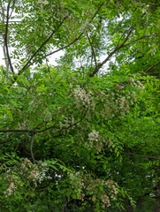 Robinia pseudoacacia