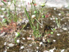 Spergula morisonii
