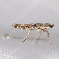 Neurobathra strigifinitella