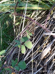 Rubus echinatus