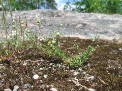 Spergula morisonii