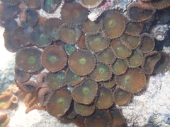 Palythoa grandiflora