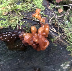 Tremella vesiculosa