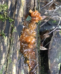 Tremella vesiculosa