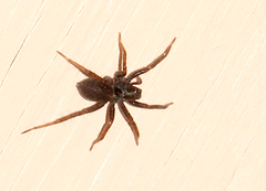 Allocosa funerea