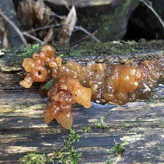 Tremella vesiculosa