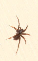 Allocosa funerea