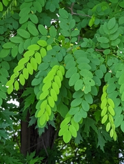 Robinia pseudoacacia