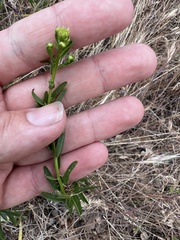 Erigeron inornatus