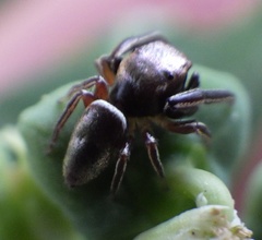 Tutelina