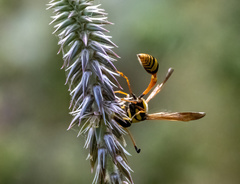 Delta campaniforme campaniforme