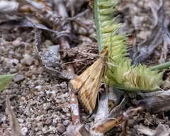 Achyra massalis