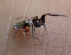 Tutelina