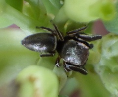 Tutelina