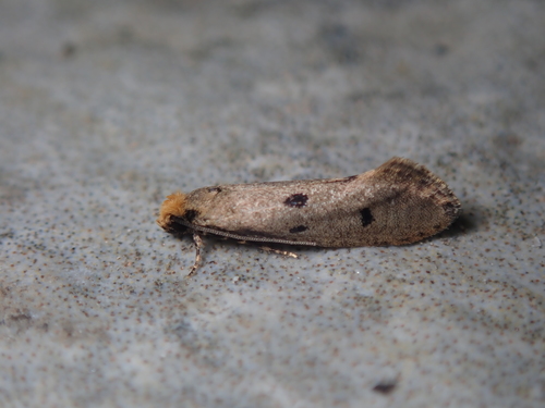 Tinea trinotella
