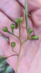 Eucalyptus paniculata