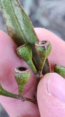 Eucalyptus paniculata