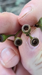 Eucalyptus paniculata