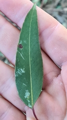 Eucalyptus paniculata