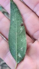 Eucalyptus paniculata