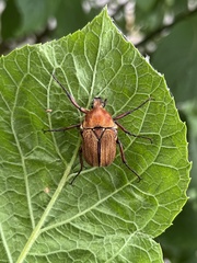 Cosmiomorpha similis