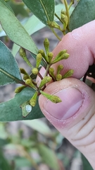 Eucalyptus paniculata