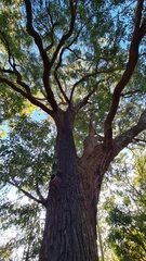 Eucalyptus paniculata