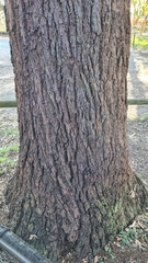 Eucalyptus paniculata