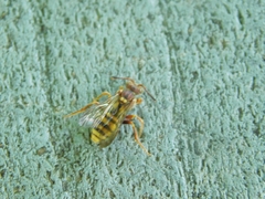 Nomada luteola