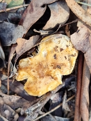 Cortinarius sinapicolor