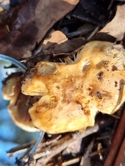 Cortinarius sinapicolor