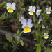 Viola × contempta - Photo (c) ocanire, algunos derechos reservados (CC BY-NC), subido por ocanire