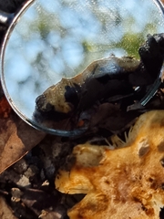 Cortinarius sinapicolor