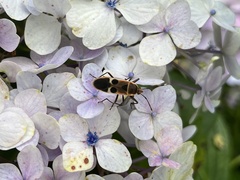 Physopelta gutta gutta