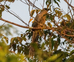 Centropus phasianinus mui