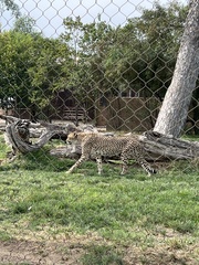 Acinonyx