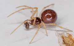 Neottiura bimaculata