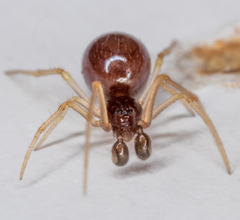 Neottiura bimaculata