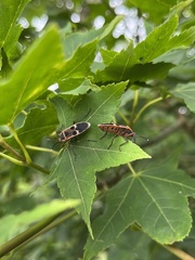 Physopelta gutta gutta