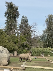 Ceratotherium
