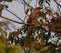 Centropus phasianinus mui