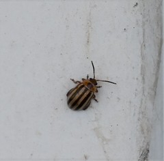 Kuschelina petaurista