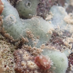 Haliclona caerulea