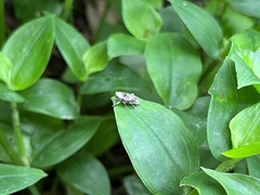 Gasterocercus onizo